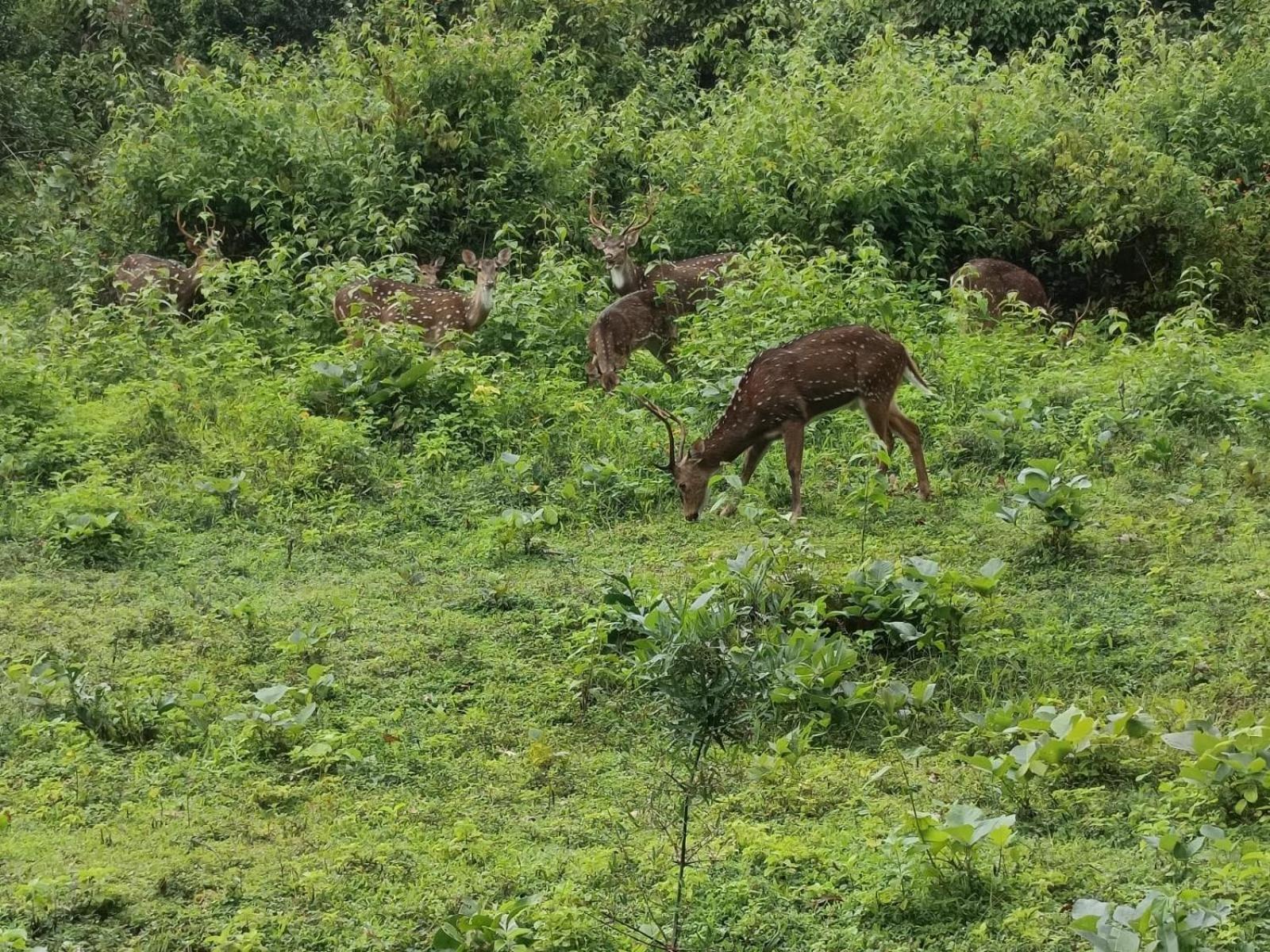 Kuruva Shoreline Wayanad Chegāt Exteriör bild