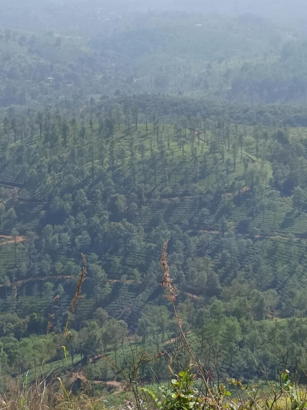 Kuruva Shoreline Wayanad Chegāt Exteriör bild